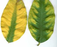 two green and yellow leaves on a white background