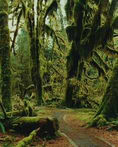 a dirt road surrounded by trees covered in moss