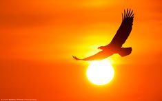 a bird flying in the air with the sun setting behind it's back end