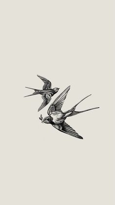 two birds flying side by side in the sky