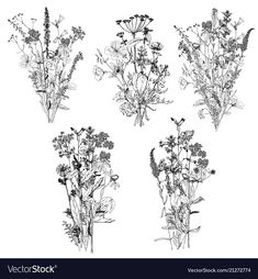 four different types of wildflowers in black and white ink on a white background