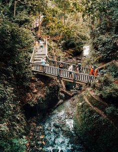 people are standing on a bridge over a stream in the woods near some trees and rocks