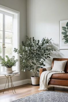 a living room filled with furniture and a potted plant