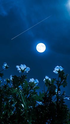 the moon is shining brightly in the night sky above some blue flowers and green leaves