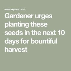 Gardener urges planting these seeds in the next 10 days for bountiful harvest Tomato Disease, Interview Help, Bald Patches, Bountiful Harvest, Gardening Outfit, Peace Lily, Edible Flowers, Growing Flowers, Health Diet