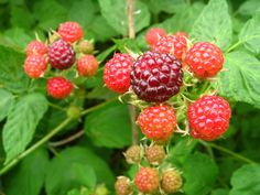 raspberries growing on a bush with green leaves