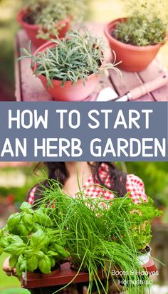 how to start an herb garden