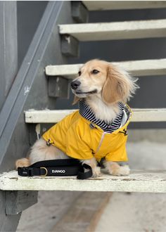 a small dog wearing a yellow jacket sitting on a bench