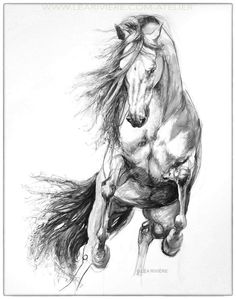 a black and white drawing of a horse with long hair on it's back legs