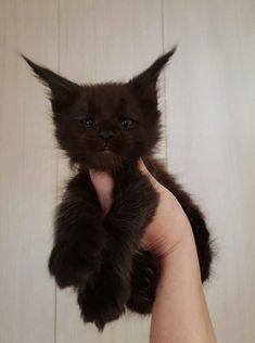 a small black kitten is being held up by someone's hand with it's paws