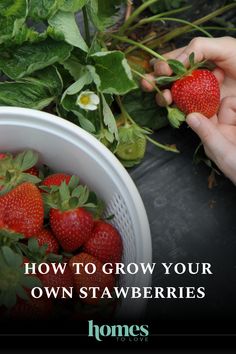 Strawberries are a sweet addition to any Australian garden. Tap the link now for a gardening gurus' top tips for growing the favourite summer fruit. Strawberries Growing, Growing Strawberries In Containers, How To Grow Strawberries, Types Of Strawberries, Everbearing Strawberries, Strawberries In Containers, Grow Strawberries, Strawberry Garden, Growing Strawberries