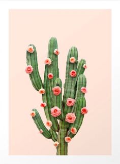 a cactus with pink flowers on it