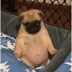 a small pug dog sitting on top of a blue and white bedding sheet