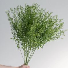 a hand holding a bunch of green plants