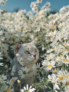 a cat sitting in the middle of a field of daisies