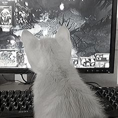 a white cat sitting in front of a computer monitor looking at it's screen