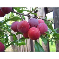 plums growing on a tree in an orchard with wooden fence and green grass behind them