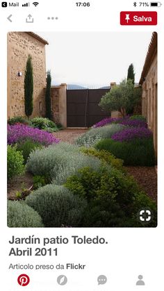 an image of a garden with purple flowers