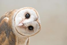 an owl with black eyes and white fur