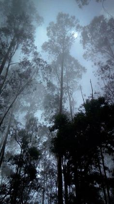 Dark Forest Lockscreen, Smoky Aesthetic Wallpaper, Foggy Forest Aesthetic Wallpaper, Foggy Aesthetic Wallpaper, Forest Fog Aesthetic, Blue Tree Wallpaper, Dark Nature Aesthetic Wallpaper, Foggy Forest Aesthetic, Blue Forest Wallpaper