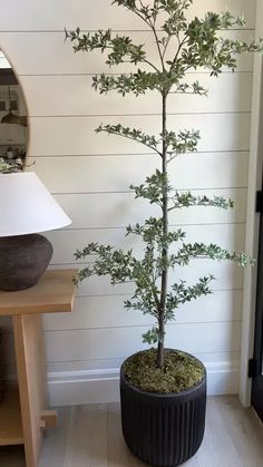 a potted tree sitting on top of a wooden table next to a lamp and mirror