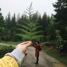 a person holding onto a fern tree in the middle of a dirt road while another person holds out their hand