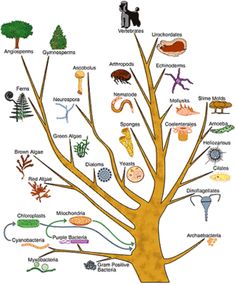 a tree with all the different types of animals and plants on it's branches