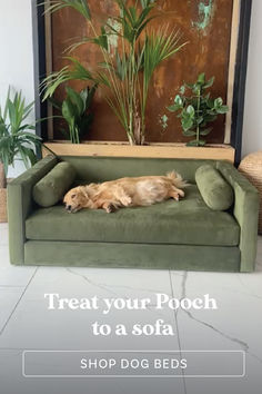 a dog laying on top of a green couch next to a potted palm tree