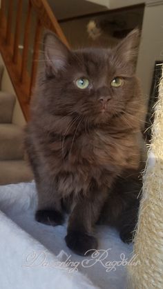 a brown cat sitting on top of a table next to a stair case and rug