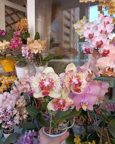 a person holding a potted plant in front of a window filled with orchids