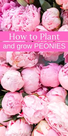 pink peonies with text overlay how to plant and grow peonies