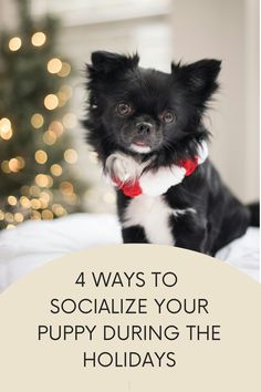 a black and white dog sitting on top of a bed with the words 4 ways to socialize your puppy during the holidays