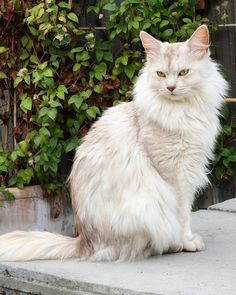 a fluffy white cat sitting on top of a cement step next to green bushes and shrubbery