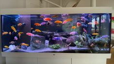 an aquarium with many different colored fish in it