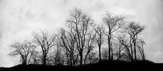 black and white photograph of trees with no leaves on the tops in winter or fall