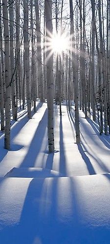 the sun shines brightly through the trees in the snow