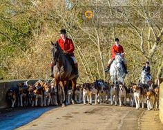 two men in red jackets riding horses and dogs on a road with trees behind them