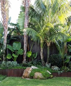 a lush green yard with palm trees and rocks