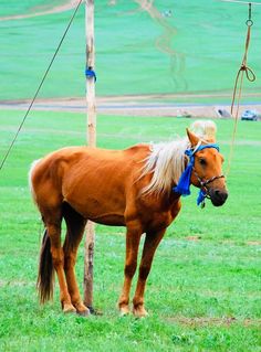 a brown horse standing on top of a lush green field next to a wooden pole