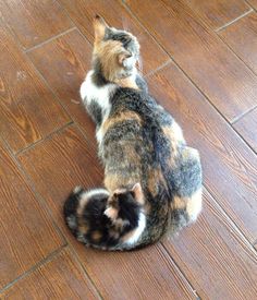 two cats are sitting on the floor and one is rubbing its head against the other