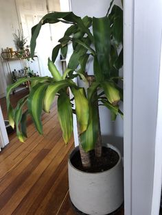 a potted plant sitting on top of a hard wood floor next to a doorway