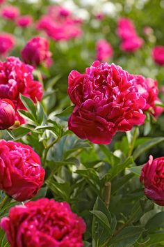 many pink flowers are blooming in the garden, with green leaves and buds on them