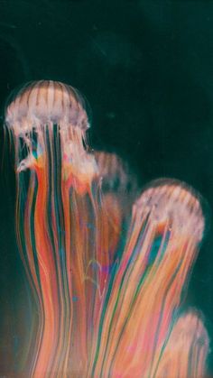 two jellyfishs are swimming in the water with multicolored lines on them