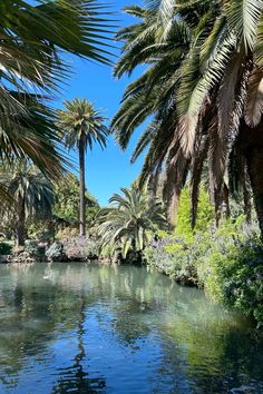 palm trees line the edge of a river surrounded by greenery and blue skies in the background