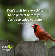 a red bird sitting on top of a wooden fence