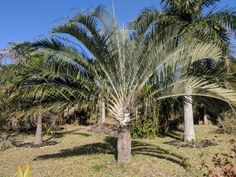 several palm trees in the middle of a grassy area