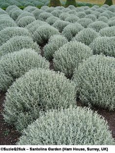 a large group of bushes in the middle of a field