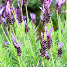 purple flowers are blooming in the garden