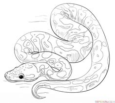 a drawing of a snake on the ground