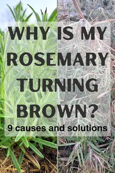 rosemary growing in the ground with text that says why is my rosemary turning brown?